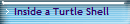 Inside a Turtle Shell